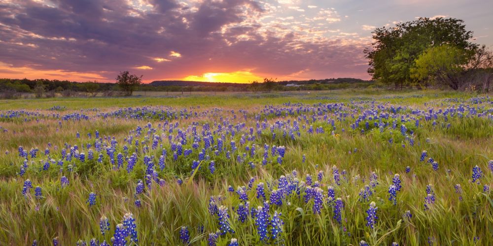 Field of bluebonnets under a vibrant sunset sky with scattered clouds and distant trees.