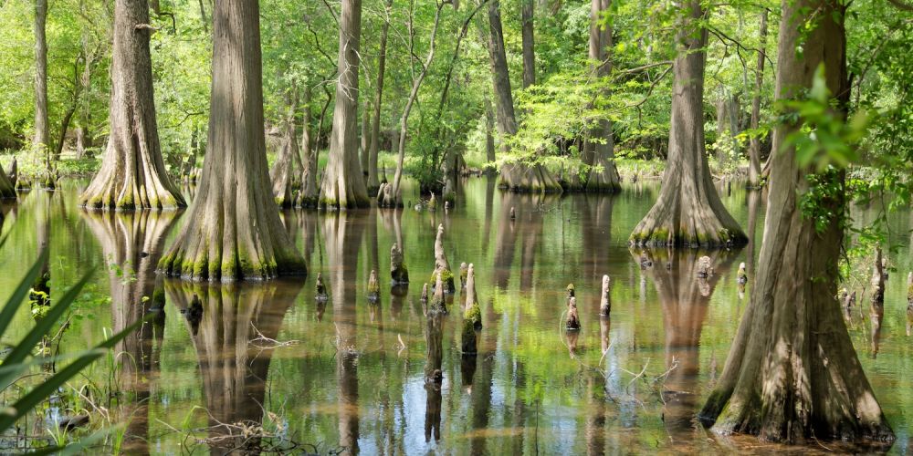 Lush green swamp with reflection of trees in still water, creating a serene natural landscape.