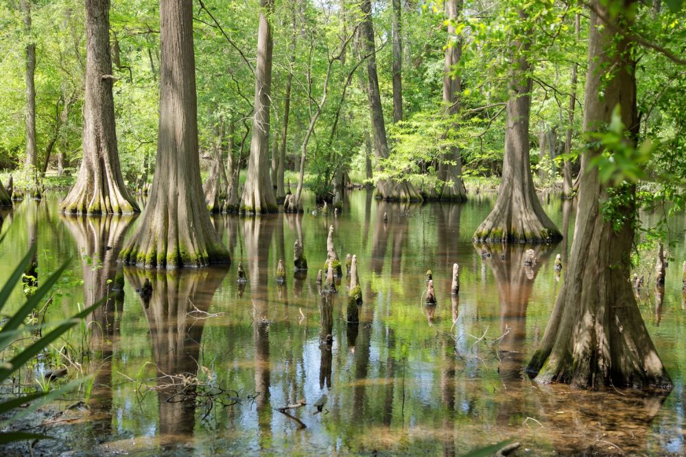 Lush green swamp with reflection of trees in still water, creating a serene natural landscape.