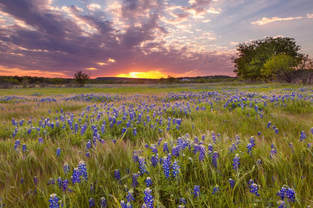 Field of bluebonnets under a vibrant sunset sky with scattered clouds and distant trees.